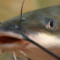 cat fish